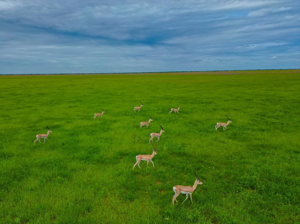 Sabuli Conservancy（国家公园 / 保护区 / Safari）-非行家旅行-Africa Wild Wander