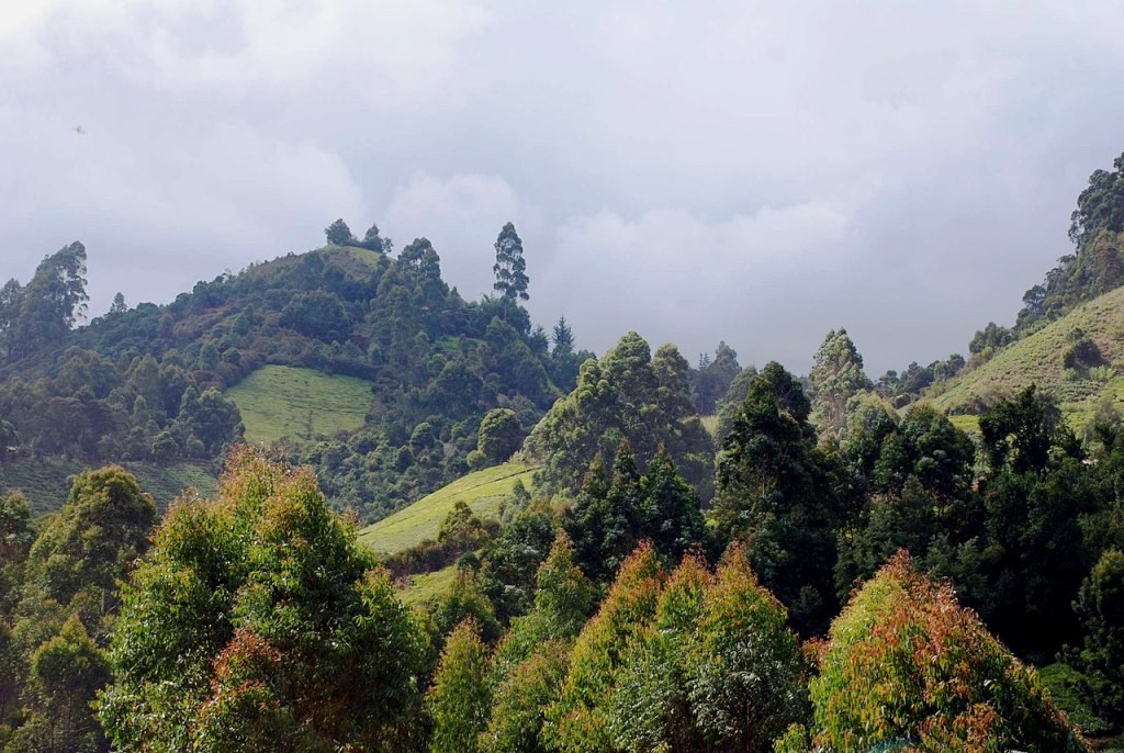 Aberdare Forest（阿伯德尔森林）-非行家旅行-Africa Wild Wander