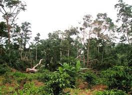 Kiangombe Forest（水系 / 湖泊 / 海岸）-非行家旅行-Africa Wild Wander