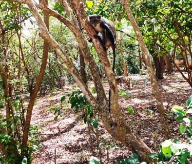 Colobus Conservation(迪亚尼疣猴保护中心)-非行家旅行-Africa Wild Wander