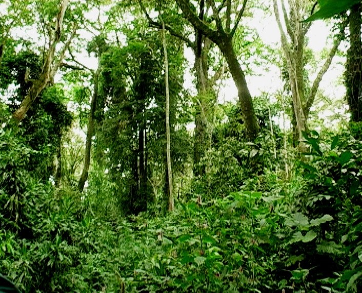 Kisere Forest（基塞雷森林）-非行家旅行-Africa Wild Wander
