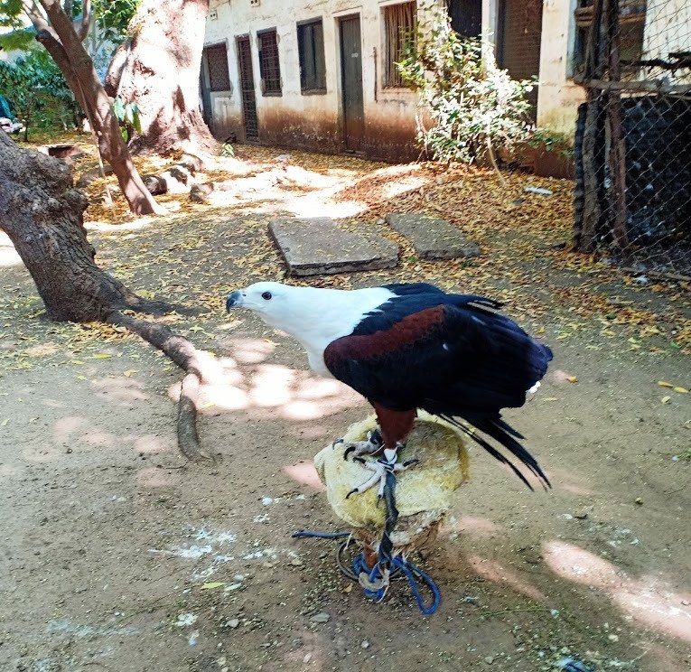 Falconry of Kenya（国家公园 / 保护区 / Safari）-非行家旅行-Africa Wild Wander