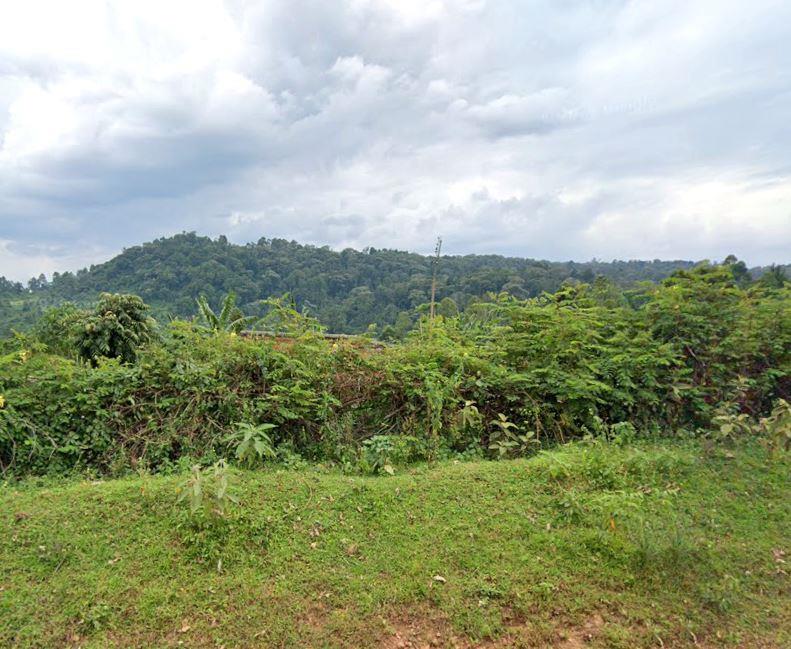 South Nandi Forest（南南迪森林）-非行家旅行-Africa Wild Wander