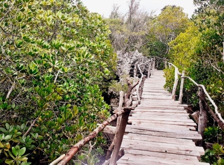 Wasini Island Boardwalk（瓦西尼岛红树林与珊瑚花园栈道）-非行家旅行-Africa Wild Wander