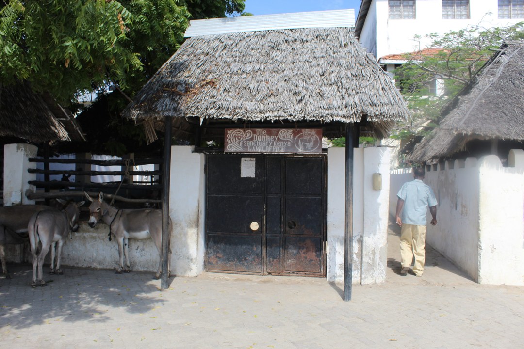 Lamu Donkey Sanctuary（拉穆驴保护中心）-非行家旅行-Africa Wild Wander