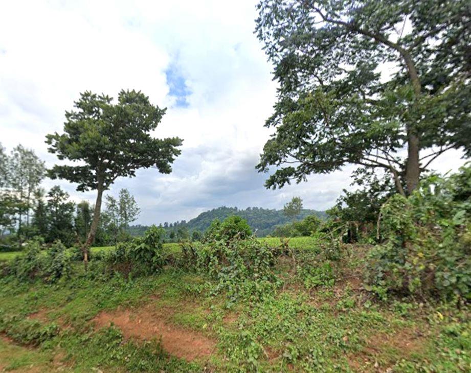 South Nandi Forest（南南迪森林）-非行家旅行-Africa Wild Wander