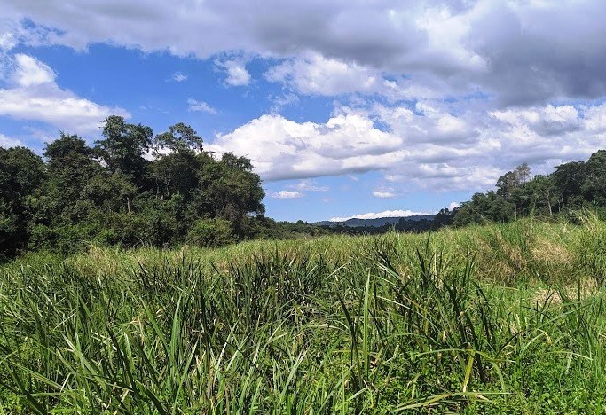 Saiwa Swamp National Park（赛瓦沼泽国家公园）-非行家旅行-Africa Wild Wander