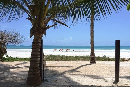 Sails Beach Bar（海滩 / 岛屿）-非行家旅行-Africa Wild Wander