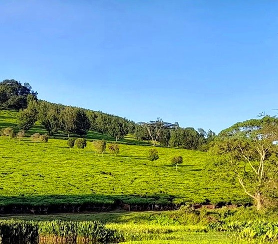 Chesumot Estate（县域目的地）-非行家旅行-Africa Wild Wander