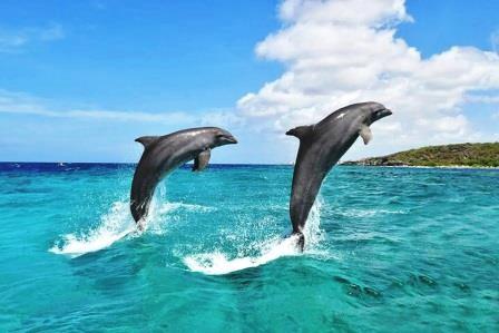 Wasini Dolphin Tour(海洋保护 / 海岛体验)-非行家旅行-Africa Wild Wander
