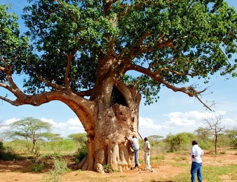 The Sniper Tree（一战遗址 / 纪念地）-非行家旅行-Africa Wild Wander