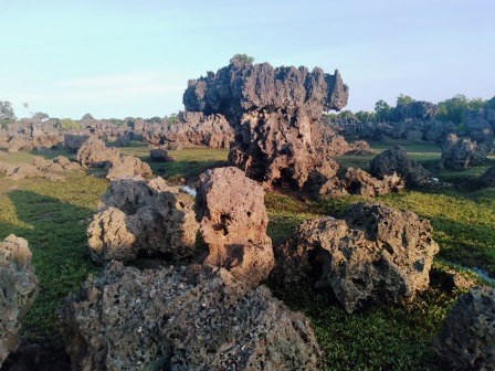 Wasini Island Boardwalk（瓦西尼岛红树林与珊瑚花园栈道）-非行家旅行-Africa Wild Wander