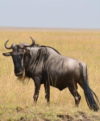 10 Funny Facts: The Masai Mara Wildebeest Migration（国家公园 / 保护区 / Safari）-非行家旅行-Africa Wild Wander