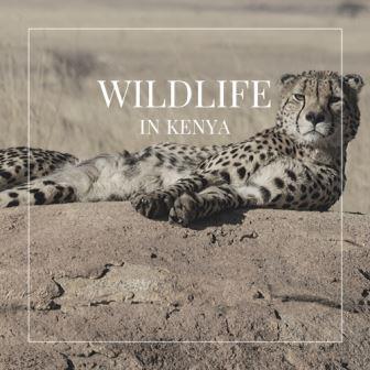 Safari Essentials（国家公园 / 保护区 / Safari）-非行家旅行-Africa Wild Wander