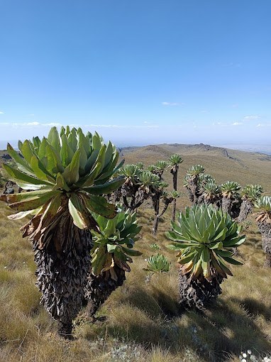 Aberdare National Park（自然景观 / 徒步）-非行家旅行-Africa Wild Wander