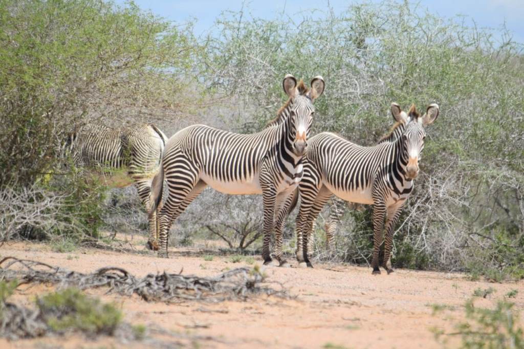 Bura East Conservancy（水系 / 湖泊 / 海岸）-非行家旅行-Africa Wild Wander