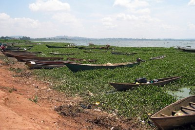 Budalang'i Delta（水系 / 湖泊 / 海岸）-非行家旅行-Africa Wild Wander