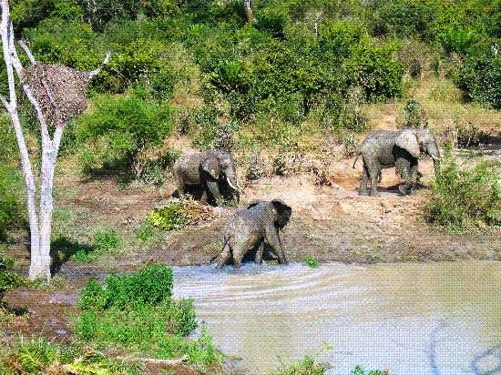 Mwaluganje Elephant Sanctuary（姆瓦卢甘杰大象保护区）-非行家旅行-Africa Wild Wander