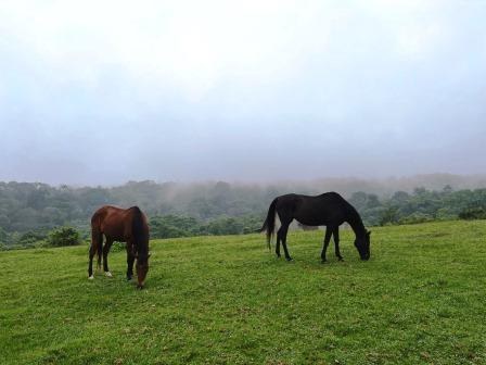 Castle Forest Lodge（城堡森林旅馆）-非行家旅行-Africa Wild Wander