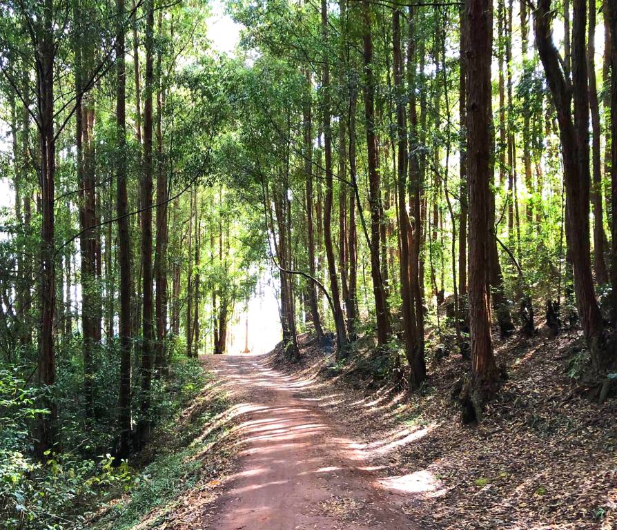 Iveti Hills Forest（伊韦蒂山森林）-非行家旅行-Africa Wild Wander