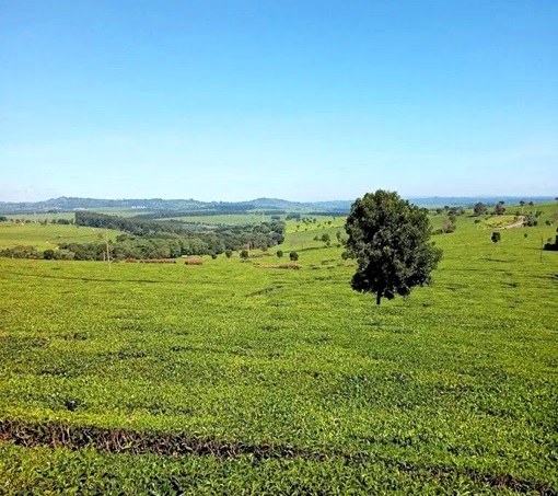 Nandi Bears Club（住宿 / 休闲设施）-非行家旅行-Africa Wild Wander