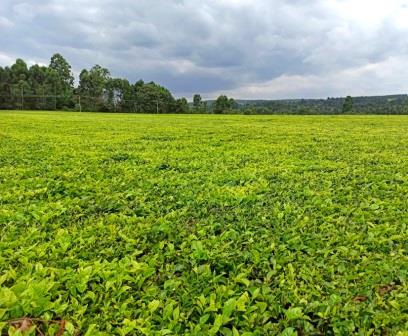 Kericho Golf Course(住宿 / 休闲设施)-非行家旅行-Africa Wild Wander