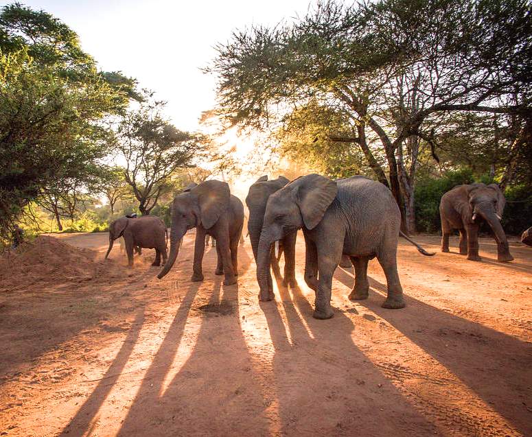 Kibwezi Forest（基布韦齐森林）-非行家旅行-Africa Wild Wander