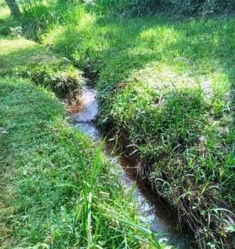 MMUST Botanical Garden（马辛德穆利罗大学植物园）-非行家旅行-Africa Wild Wander