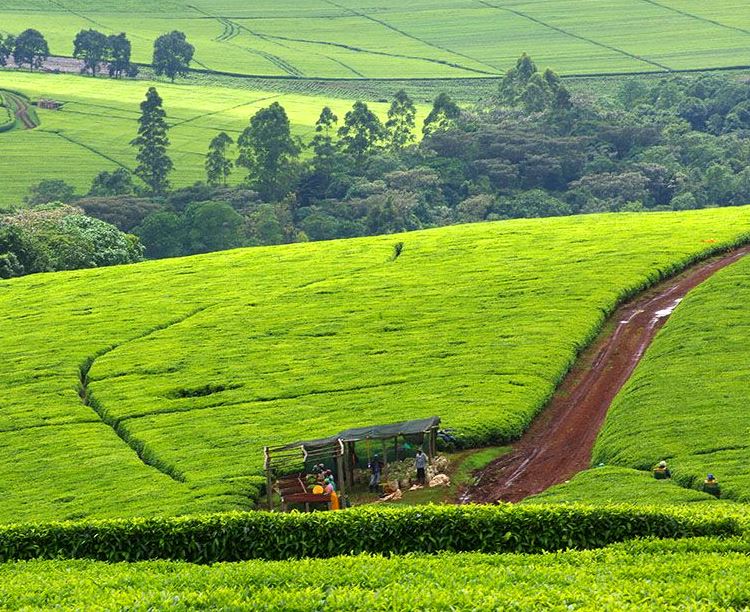 Kericho County（凯里乔县）-非行家旅行-Africa Wild Wander