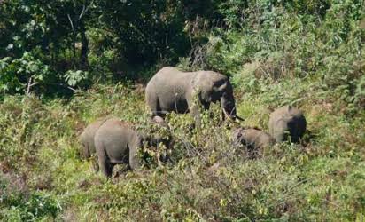 Forests of Kenya（自然景观 / 徒步）-非行家旅行-Africa Wild Wander