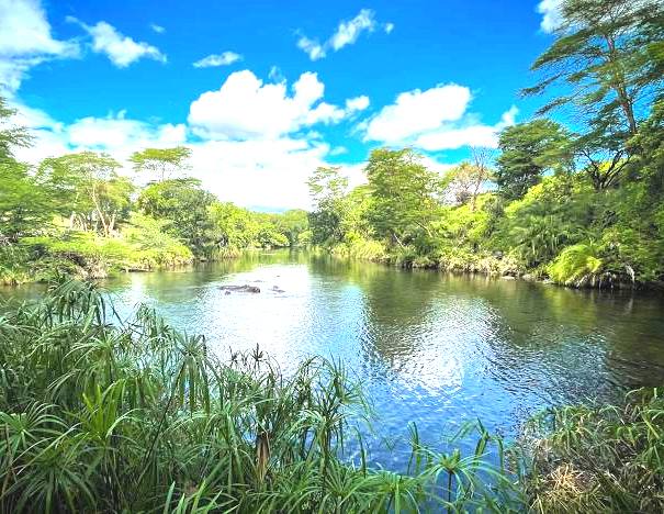 Mzima Springs（姆兹马泉）-非行家旅行-Africa Wild Wander