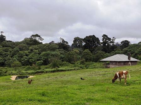 Castle Forest Lodge（城堡森林旅馆）-非行家旅行-Africa Wild Wander