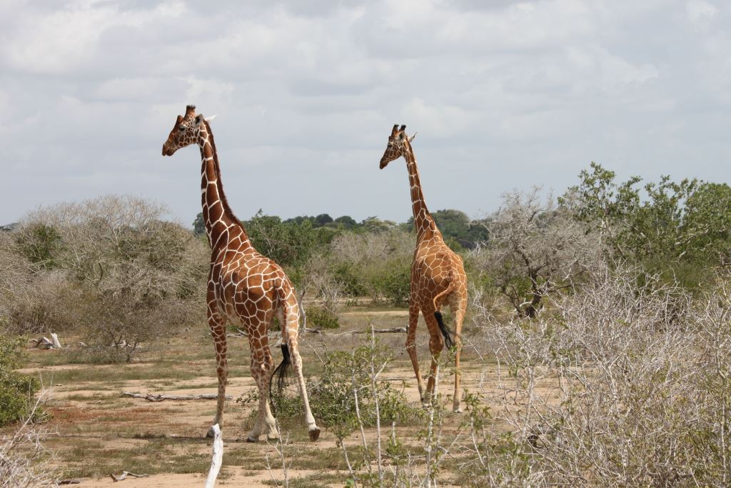 Ishaqbini Hirola Conservancy（自然景观 / 徒步）-非行家旅行-Africa Wild Wander