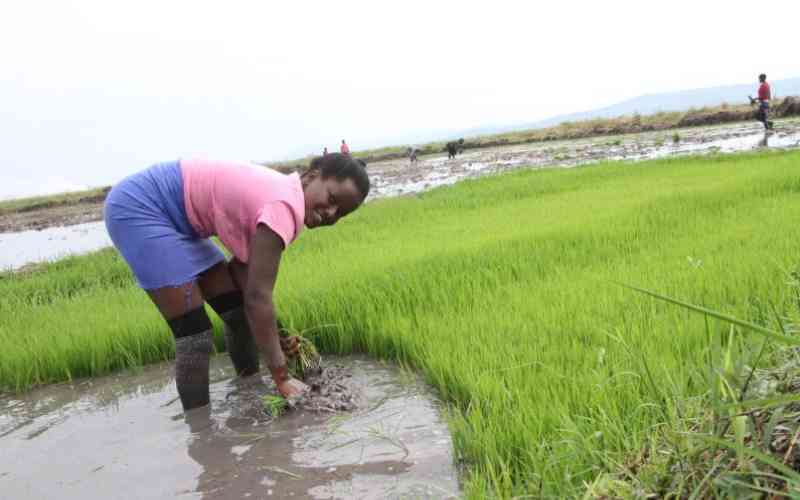 Bunyala Rice Scheme（水系 / 湖泊 / 海岸）-非行家旅行-Africa Wild Wander