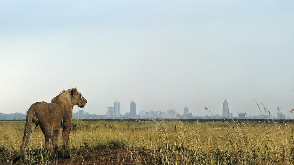 Nairobi County（县域概览）-非行家旅行-Africa Wild Wander