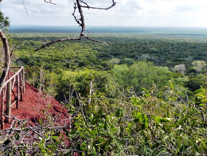 Arabuko Sokoke Forest（历史遗产 / 博物馆）-非行家旅行-Africa Wild Wander