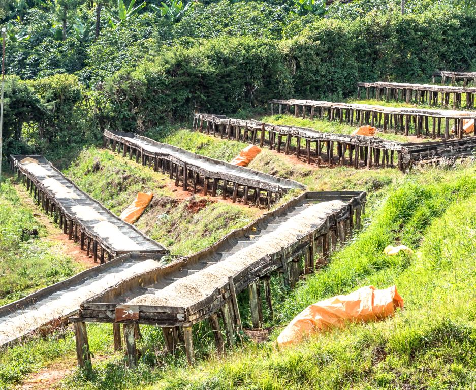Chepsangor Coffee（产业 / 地方资源）-非行家旅行-Africa Wild Wander