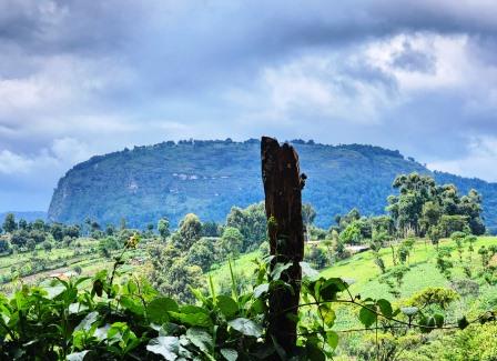 Kapcherop Forest（卡普切罗普森林）-非行家旅行-Africa Wild Wander