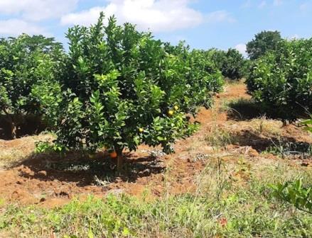 Kalamba Fruit Factory（卡兰巴水果加工厂）-非行家旅行-Africa Wild Wander