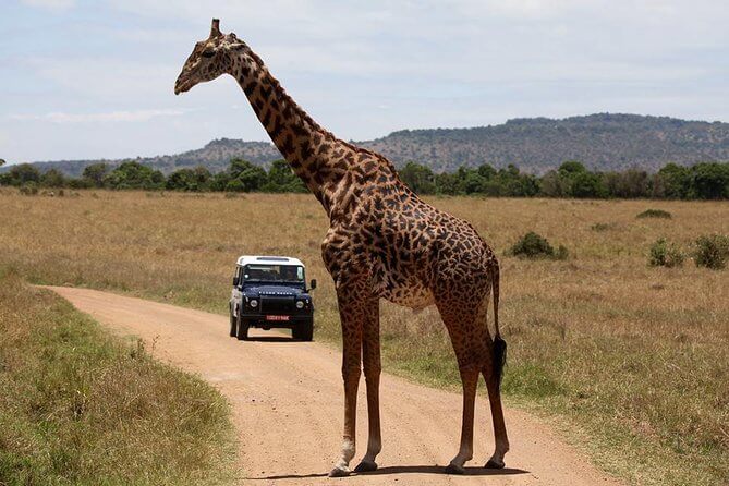 肯尼亚 Safari 传统与旅游遗产-非行家旅行-Africa Wild Wander