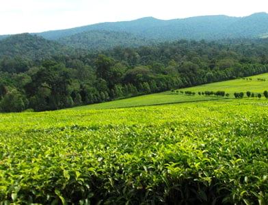 Nandi County（南迪县）-非行家旅行-Africa Wild Wander