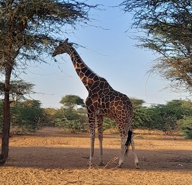 Garissa Giraffe Center（国家公园 / 保护区 / Safari）-非行家旅行-Africa Wild Wander