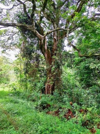 Chuka Forest（丘卡森林）-非行家旅行-Africa Wild Wander