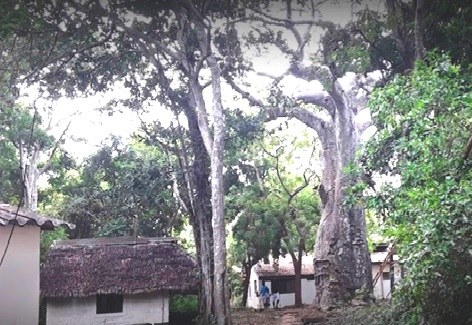 KWS Shimoni Cottages（住宿餐饮 / 休闲设施）-非行家旅行-Africa Wild Wander
