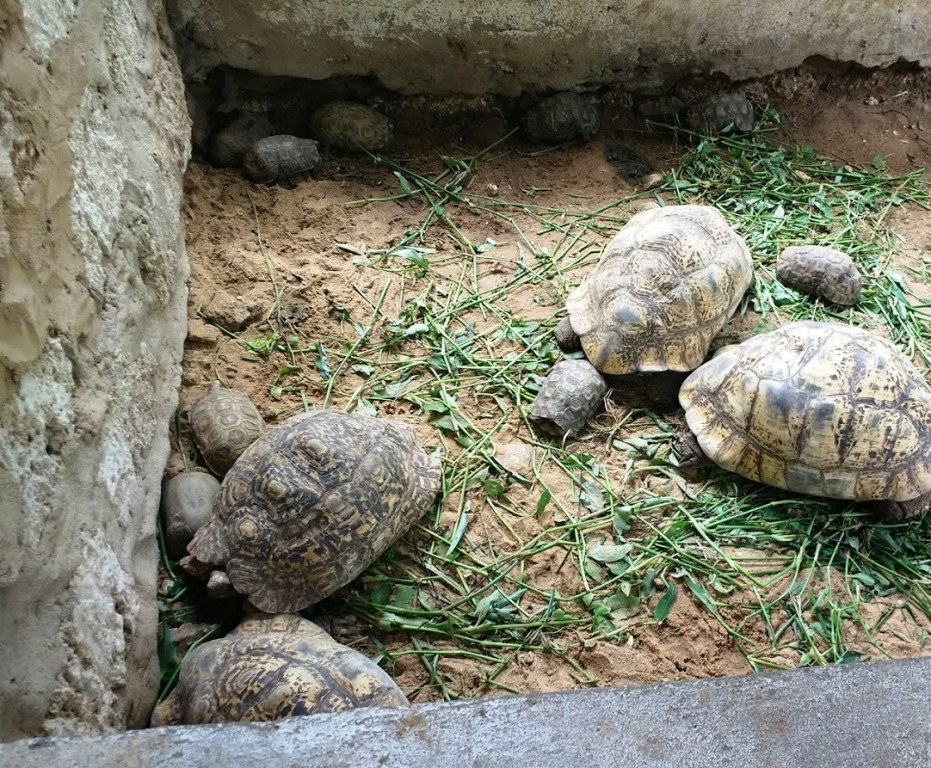 Mnarani Snake Park（历史遗产 / 博物馆）-非行家旅行-Africa Wild Wander