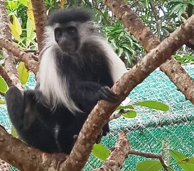 Colobus Conservation(迪亚尼疣猴保护中心)-非行家旅行-Africa Wild Wander