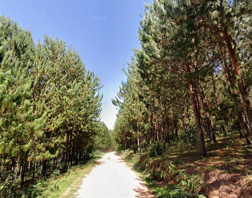 Nyangweta Forest（自然景观 / 徒步）-非行家旅行-Africa Wild Wander