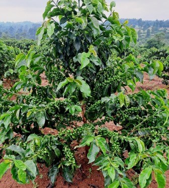 Nyamiencho Coffee Farm（尼亚缅乔咖啡农场）-非行家旅行-Africa Wild Wander