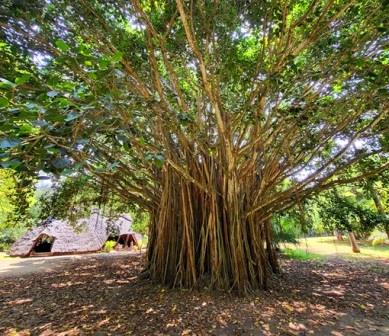 Haller Park Mombasa（蒙巴萨哈勒公园）-非行家旅行-Africa Wild Wander