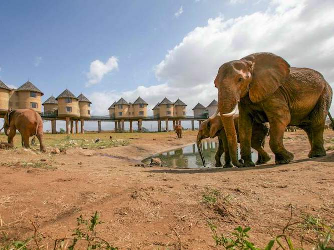Sarova Salt Lick Lodge（萨罗瓦盐舔野生动物旅舍）-非行家旅行-Africa Wild Wander